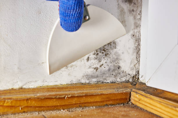 Best Real Estate Mold Inspection  in Christopher, IL